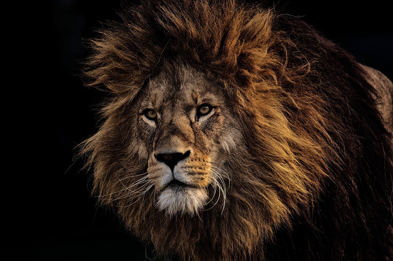 lion, predator, dangerous, mane, big cat, masculine, nature, zoo, wild animal, africa, animal, tierpark hellabrunn